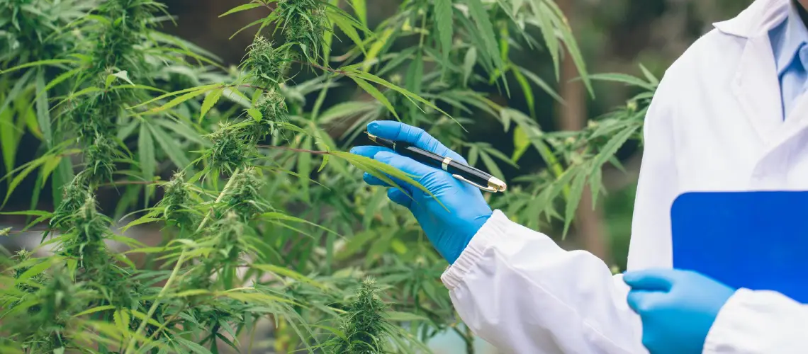 A doctor consulting with a patient about medical plant-based therapy